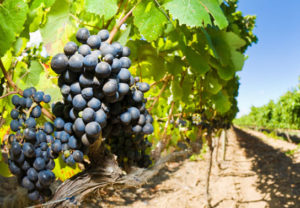 Vilafranca acull el primer festival del vi i el cava